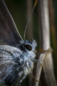 Close-up of butterfly