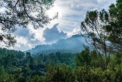Scenic view of forest against sky