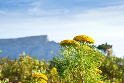 Close-up of yellow flower