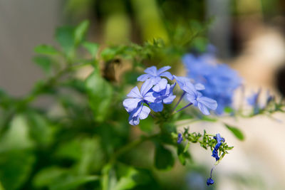 Close-up of purple flowering plant