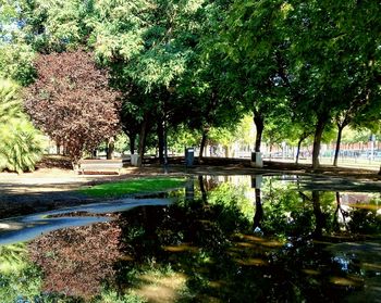 Trees by lake in park