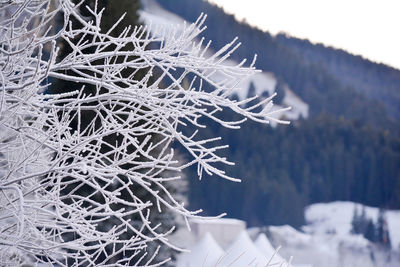 Close-up of snowflakes on ice