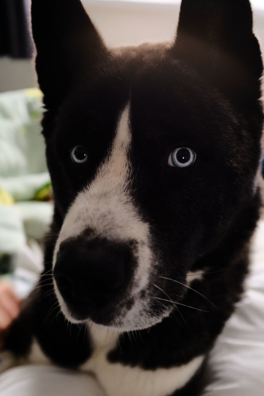 animal, animal themes, mammal, one animal, black, pet, domestic animals, nose, dog, close-up, animal body part, whiskers, canine, white, indoors, animal head, portrait, no people, puppy, snout, looking at camera, focus on foreground, cat