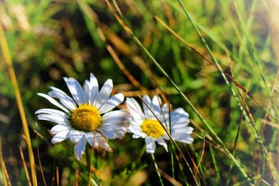 Close-up of white daisy