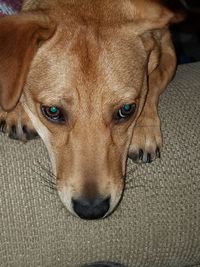 Close-up portrait of dog at home