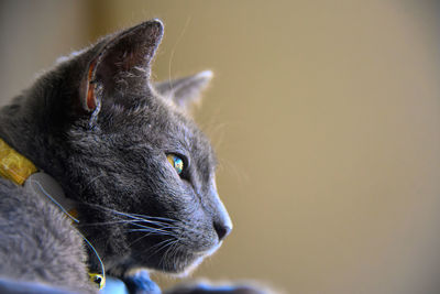 Cat profile