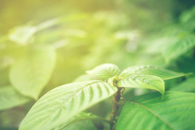 Close-up of fresh green leaves