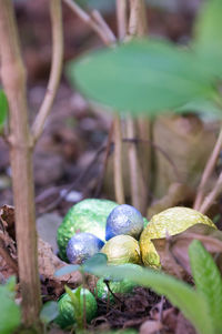 Close-up of fruits growing on tree