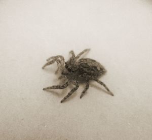 Close-up of spider on sand