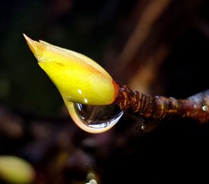 Close-up of water drop on flower