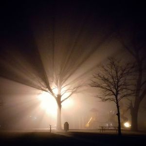 Silhouette of trees during winter at night