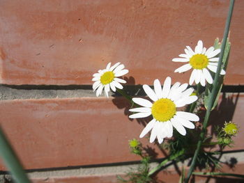 Close-up of white daisy flower against wall
