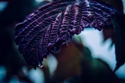 Close-up of wet purple leaf