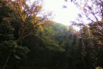 Low angle view of trees in forest