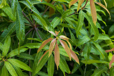 High angle view of plant growing on field