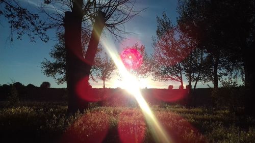 Trees on field against sky