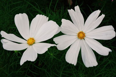 Close-up of white flowering plant on field