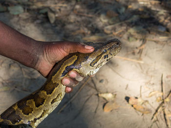 High angle view of man head of african rock python, zambia, africa