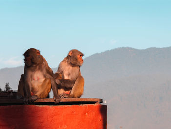 Monkey sitting on rock against sky