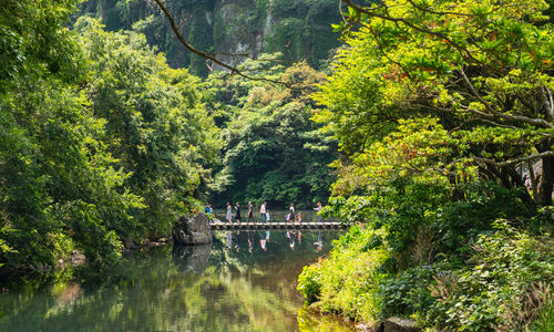 View of bridge over river in forest