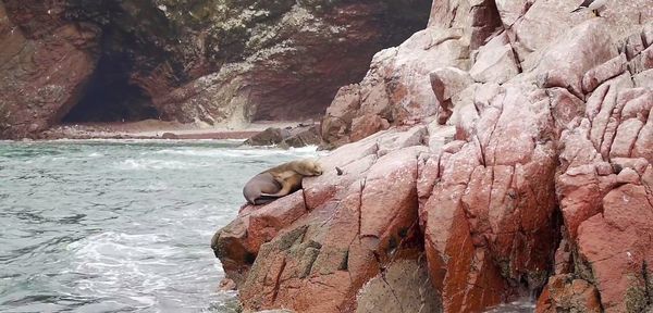 Elephant on rock