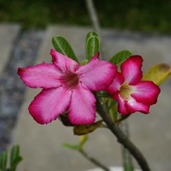 Close-up of pink flower blooming outdoors