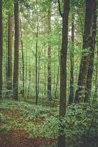 Trees in forest