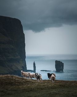 Dogs on sea shore against sky