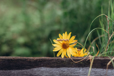 Close-up of yellow flowering plants on wood