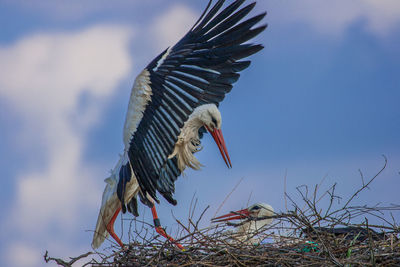 Low angle view of birds flying against sky