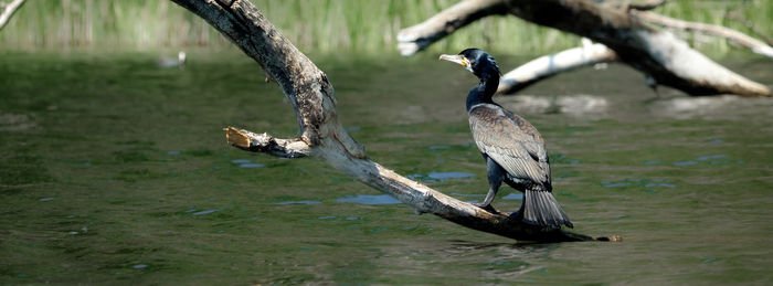 Bird perching on driftwood in water