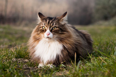 Beautiful norwegian forest cat lying on the grass.