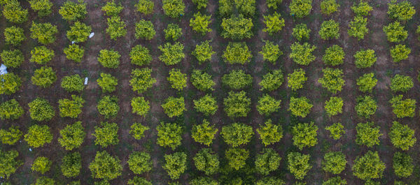 Full frame shot of tree trunk