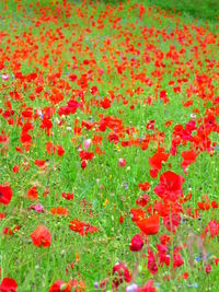 Close-up of red poppy flowers on field