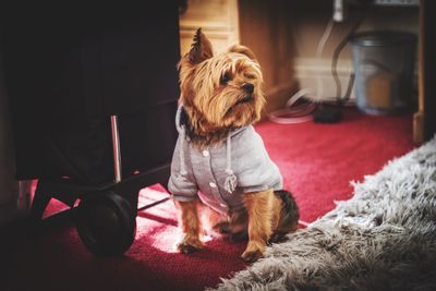 Close-up of dog at home