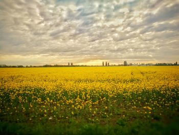 Scenic view of oilseed rape field against sky