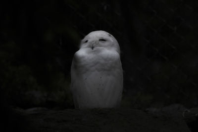 Close-up of owl perching at night