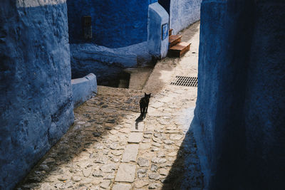 Dog walking on footpath amidst blue houses