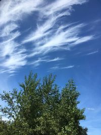 Low angle view of tree against sky