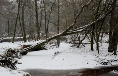 Bare trees on snow covered landscape