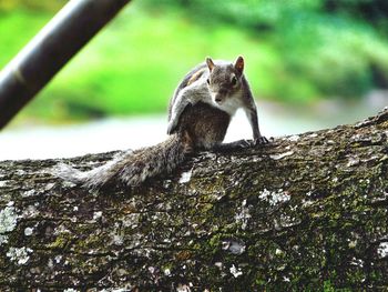 Squirrel on tree trunk