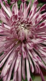 Close-up of pink flower