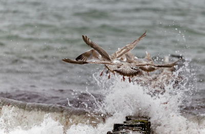 Seagulls flying over sea