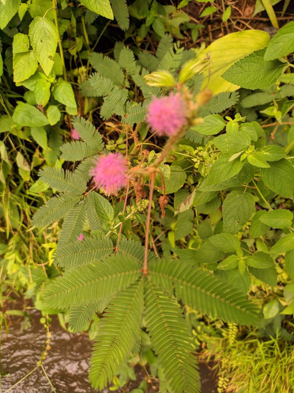 CLOSE-UP OF FLOWERING PLANTS