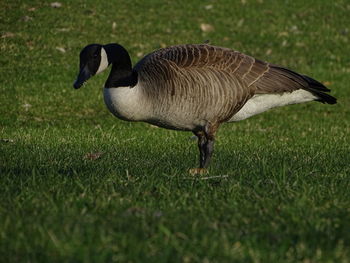 Side view of a bird on field