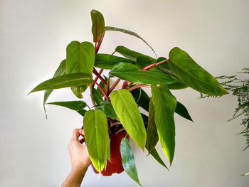 Close-up of person holding plant leaves over white background