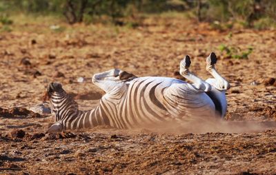 Zebras in a field