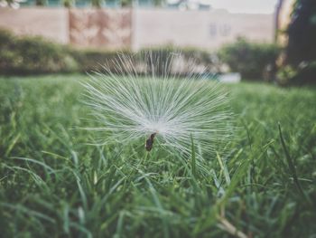 Close-up of dandelion on field