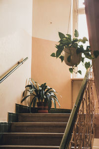 Potted plant on staircase by wall