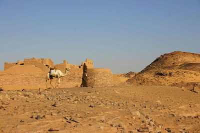 Camel at desert